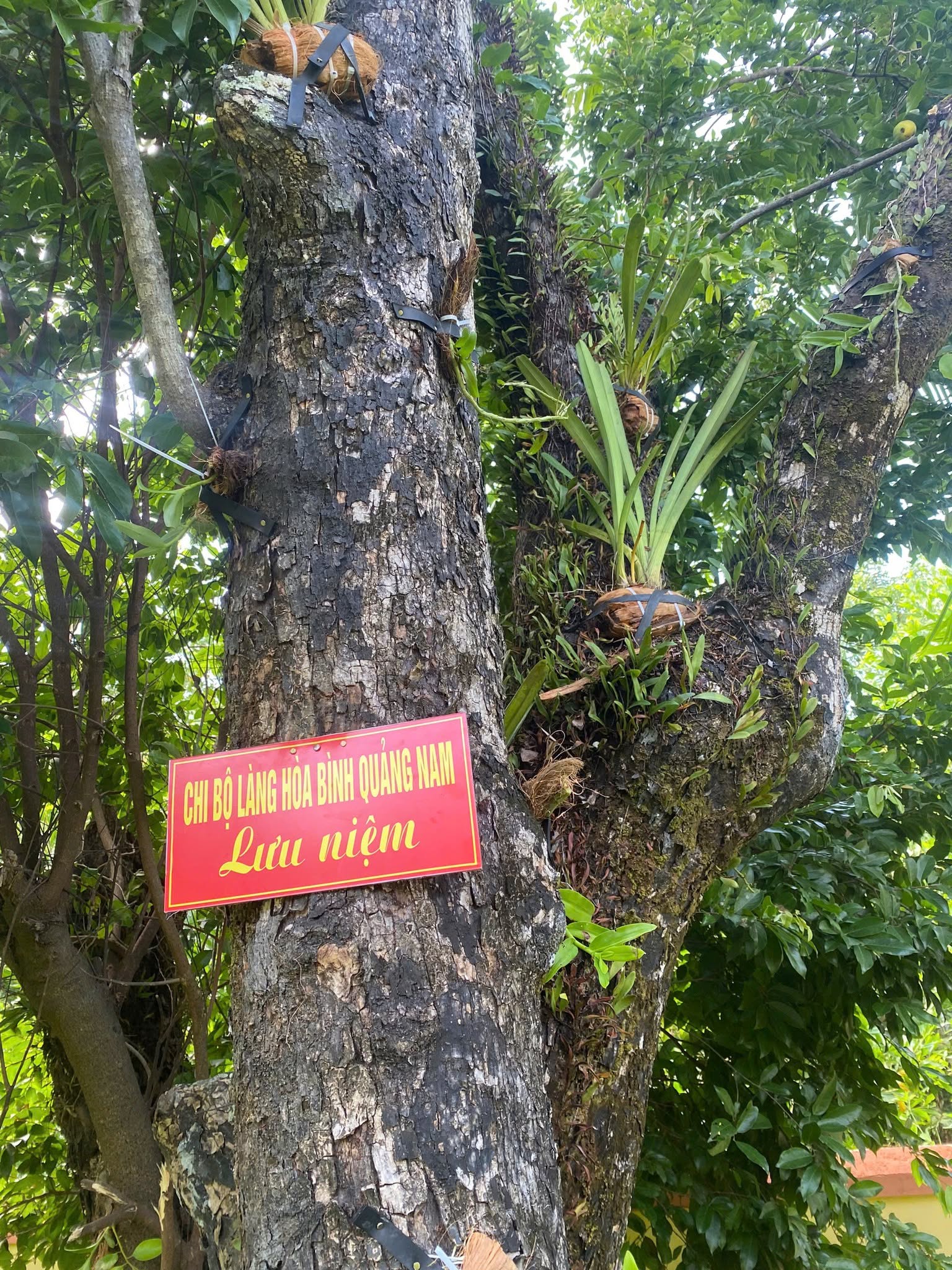 Những giò hoa Lan được ghép trên cây trong khuôn viên Di tích 