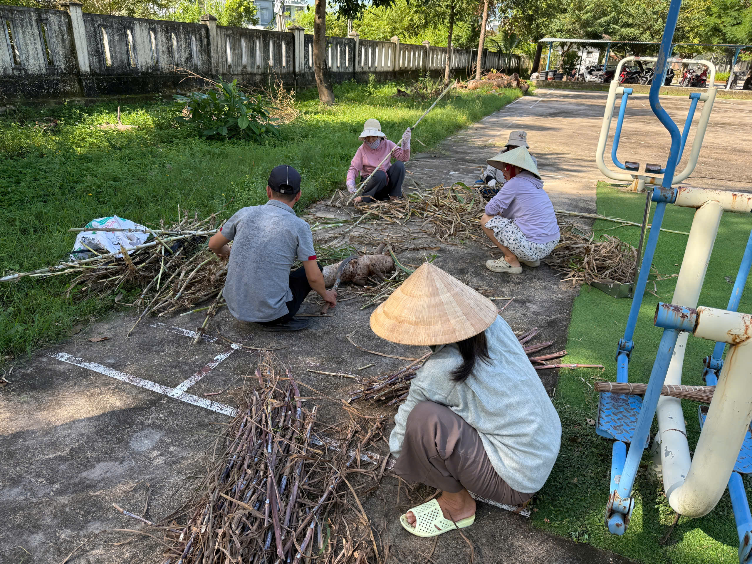 Mọi người đang chuẩn bị cỏ để trồng